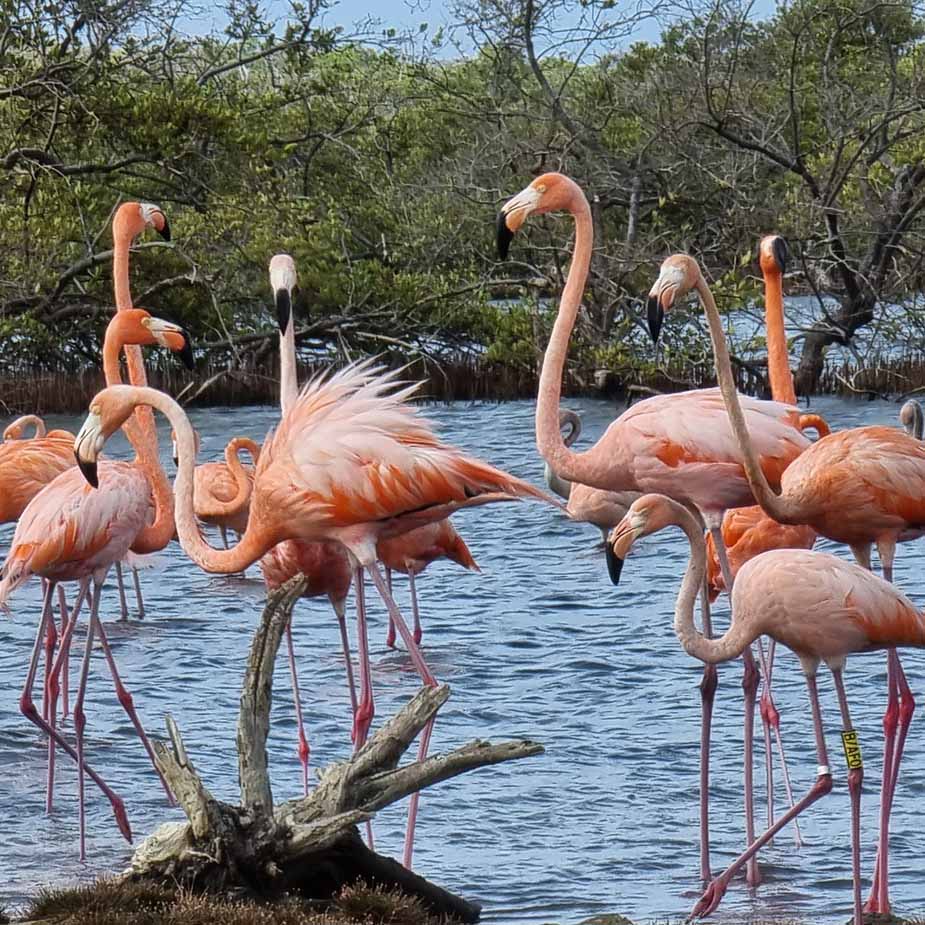 Flamingo's op Bonaire