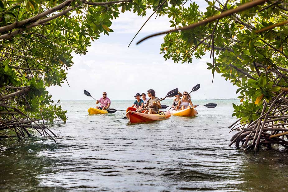 Lac Cai mangrove