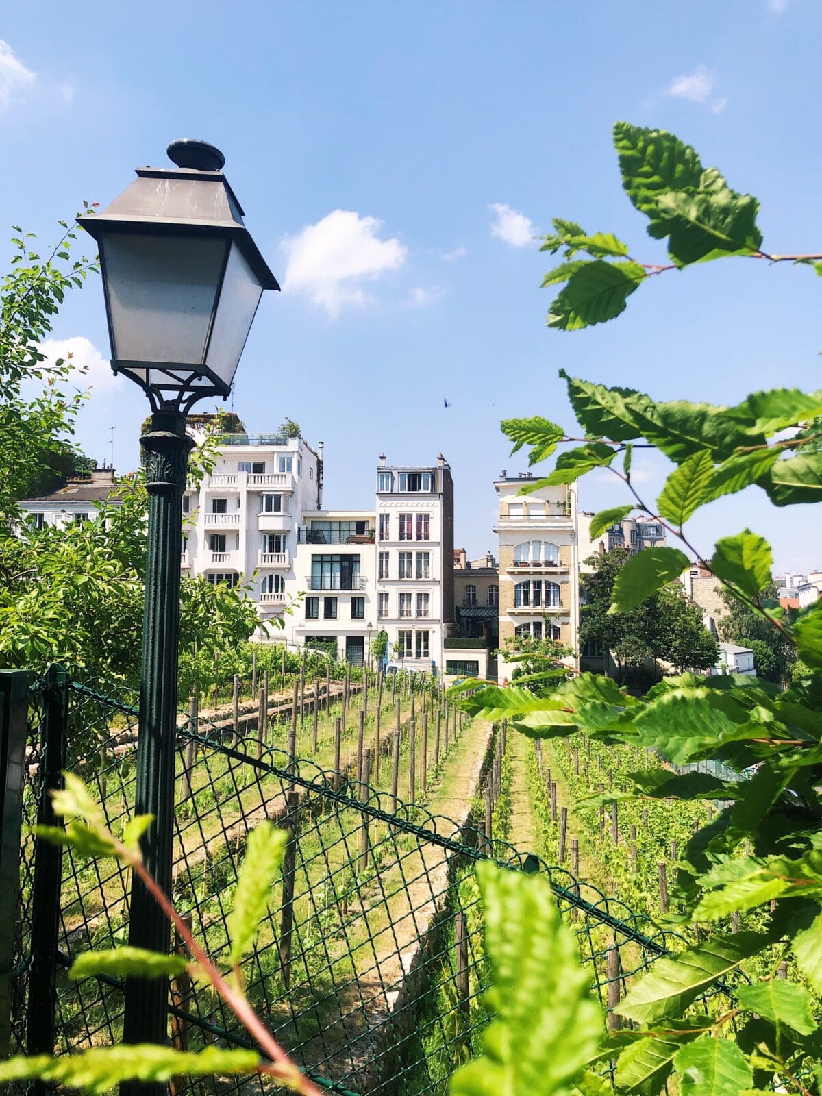Wijngaard van Montmartre
