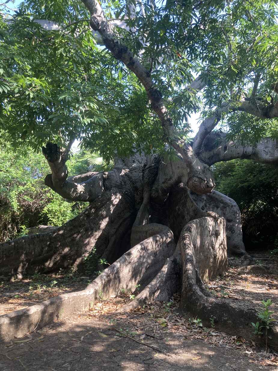800 jaar oude kapokboom in Hofi Pastor