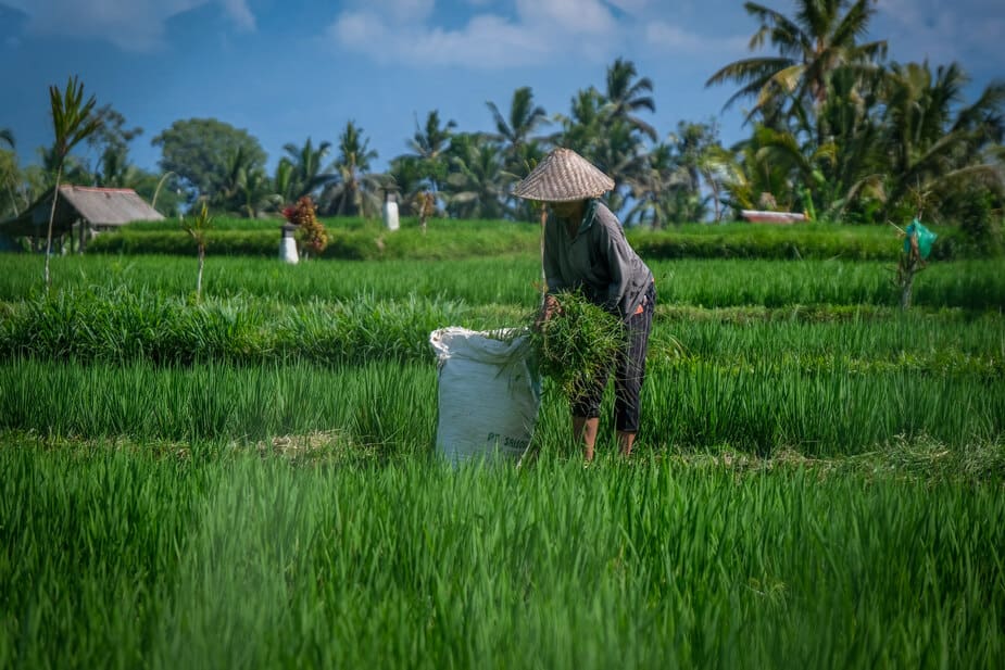 Rijsvtelden van Bali