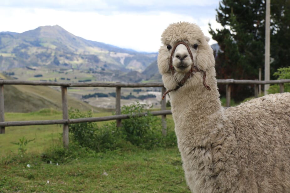 Een reis naar Ecuador