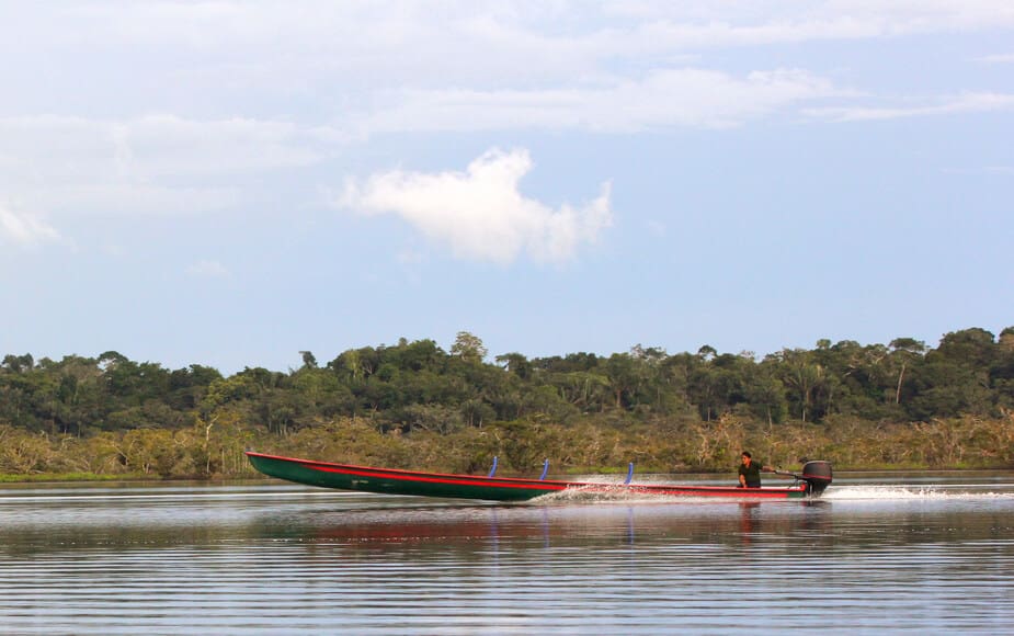 Amazoneregenwoud in Ecuador