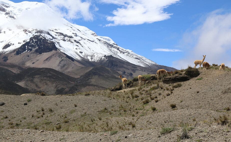 Chimborazo