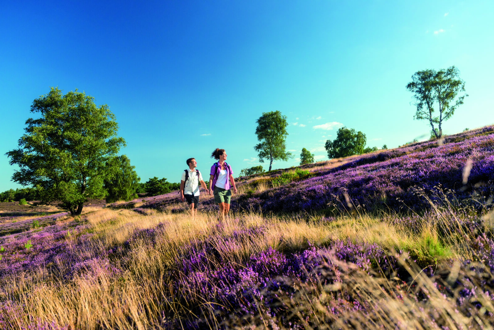 Lüneburger Heide