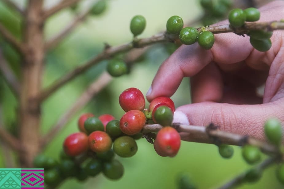 Koffiebonen in Saodie Arabië