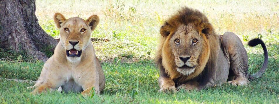Leeuwen in een safaripak in Tanzania