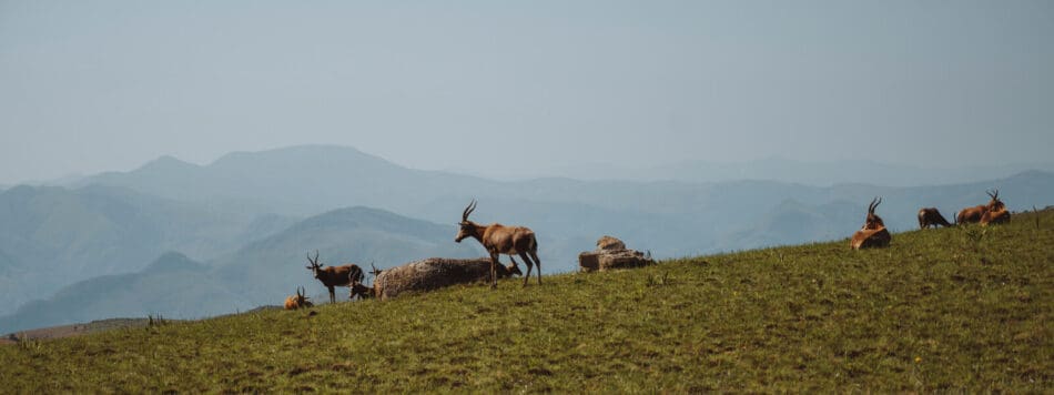 Eswatini
