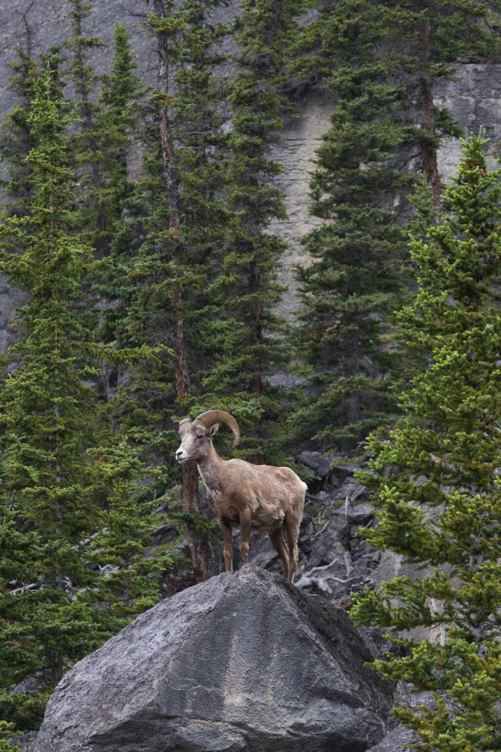 Wildlife in Canada
