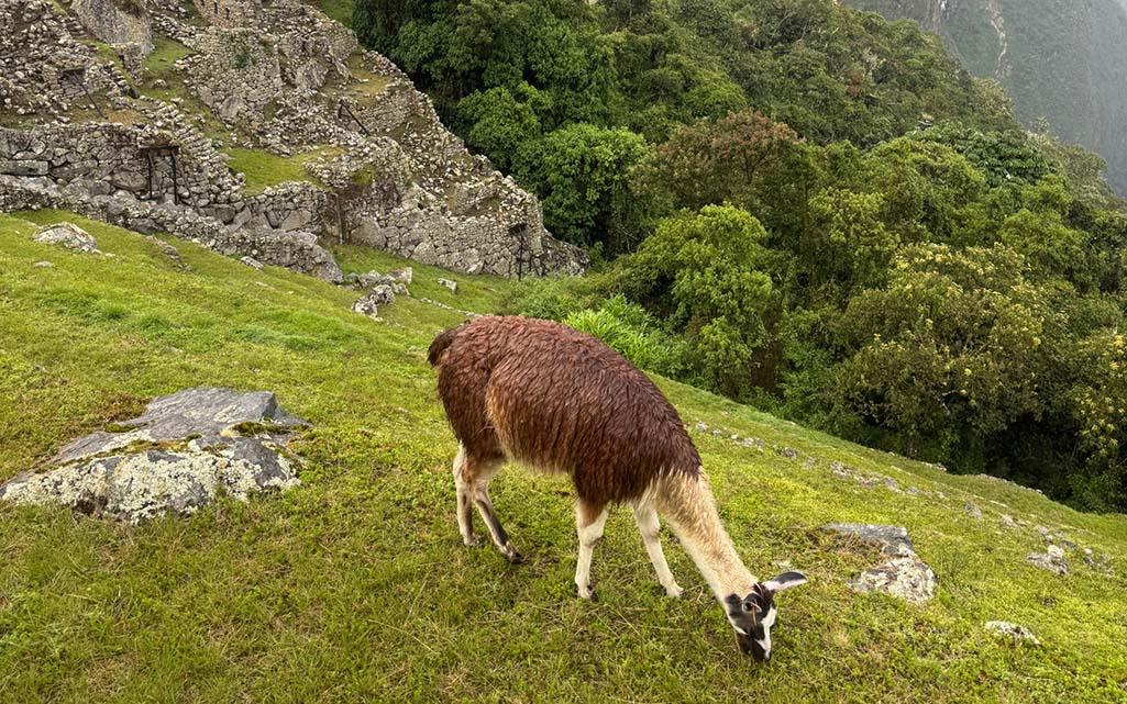 Machu Picchu