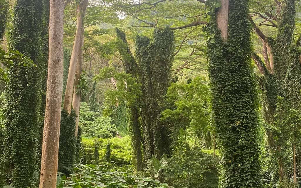 Manoa Falls hike Oahu