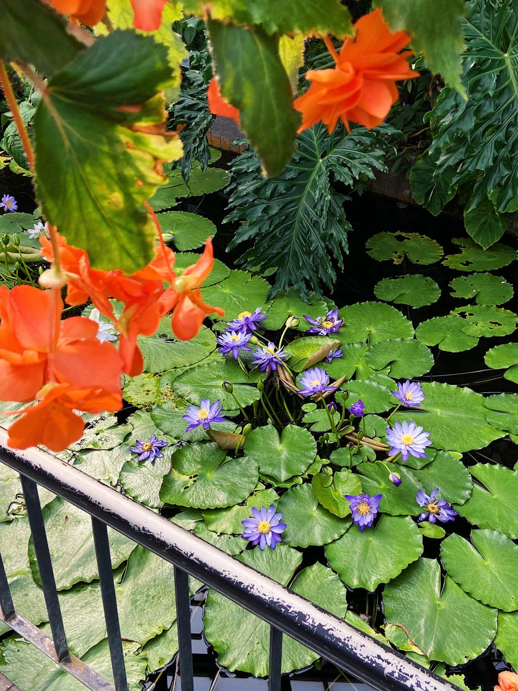 Botanische tuin in Kyoto