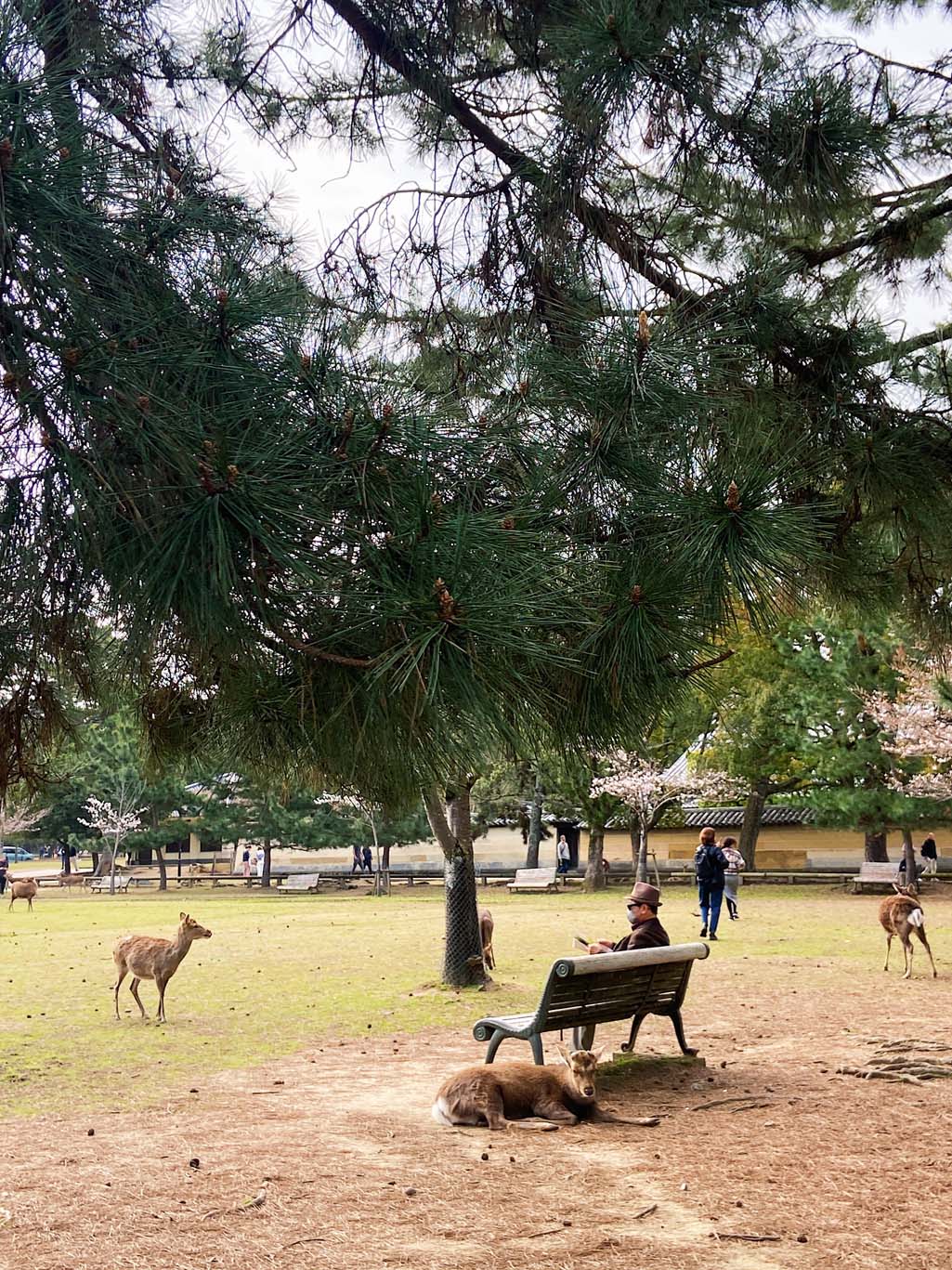Nara bezoeken in Japan