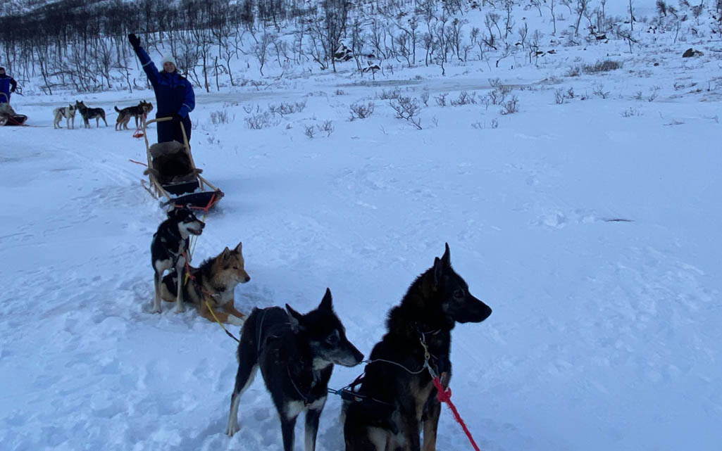 Husky safari