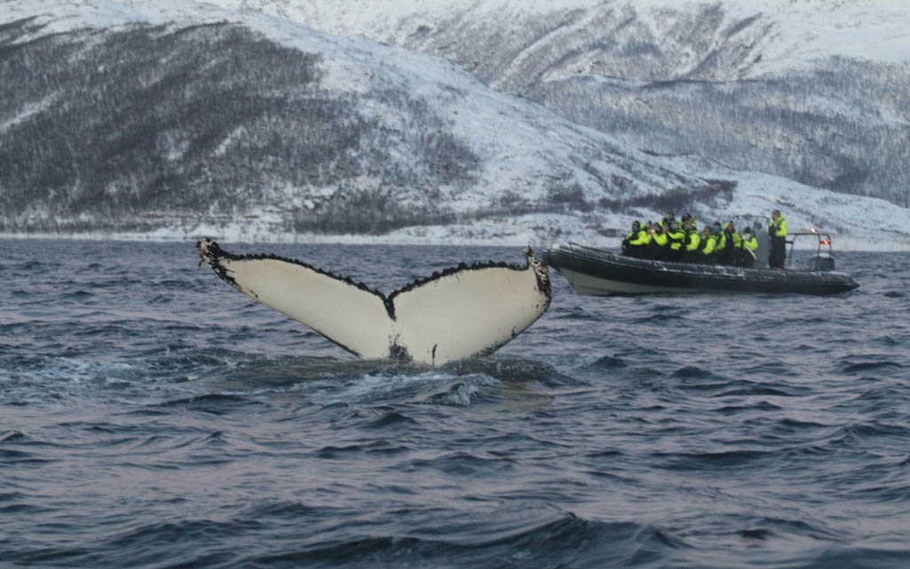 Walvissen spotten in Tromsø
