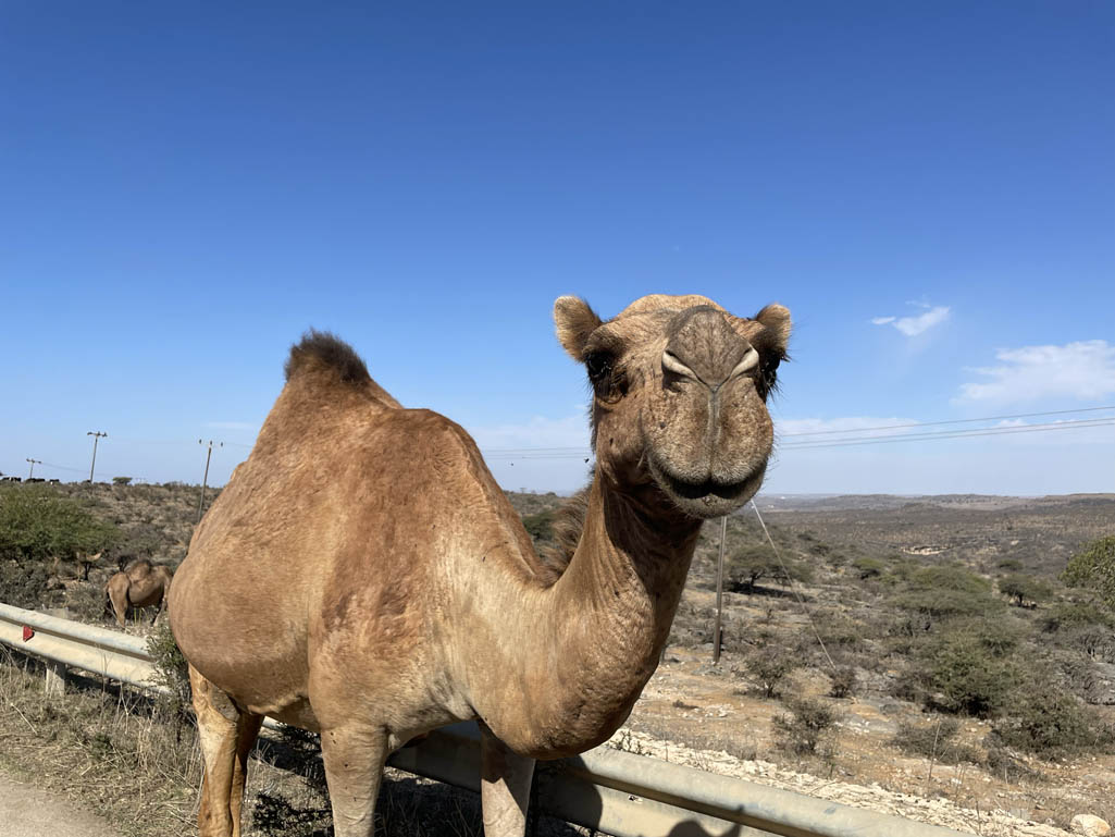Kameel in Oman