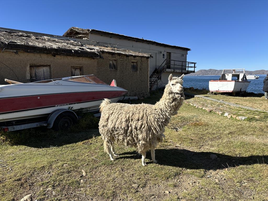 Llama in Bolivia