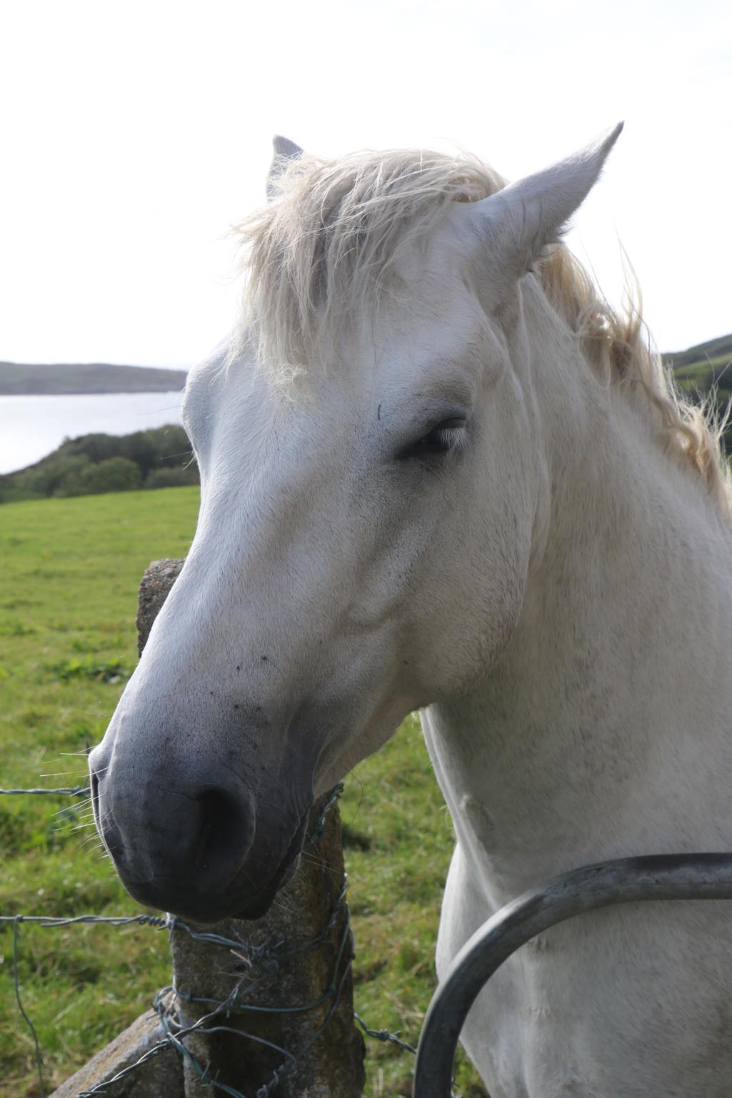 Connemara Pony 