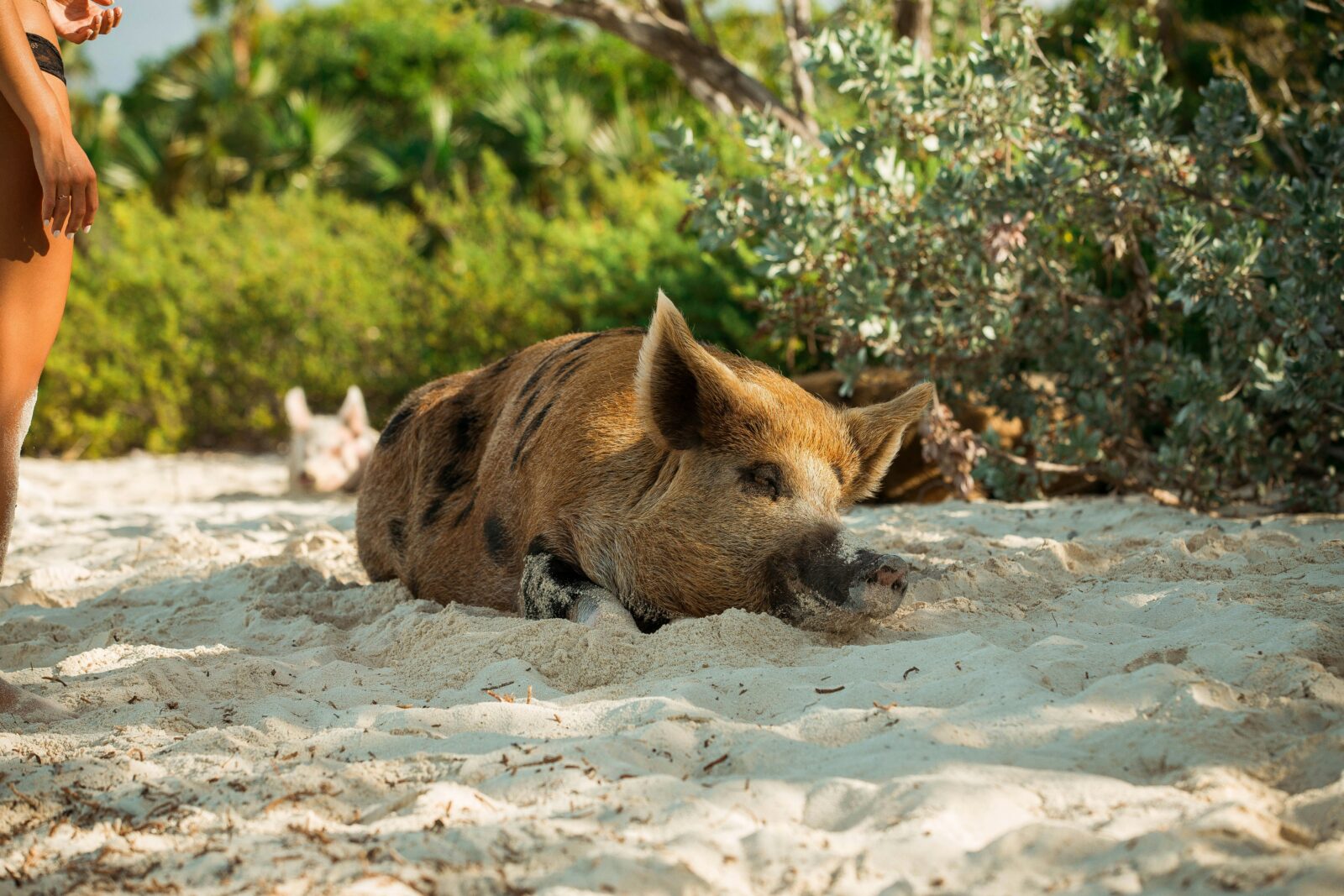 Pig Beach