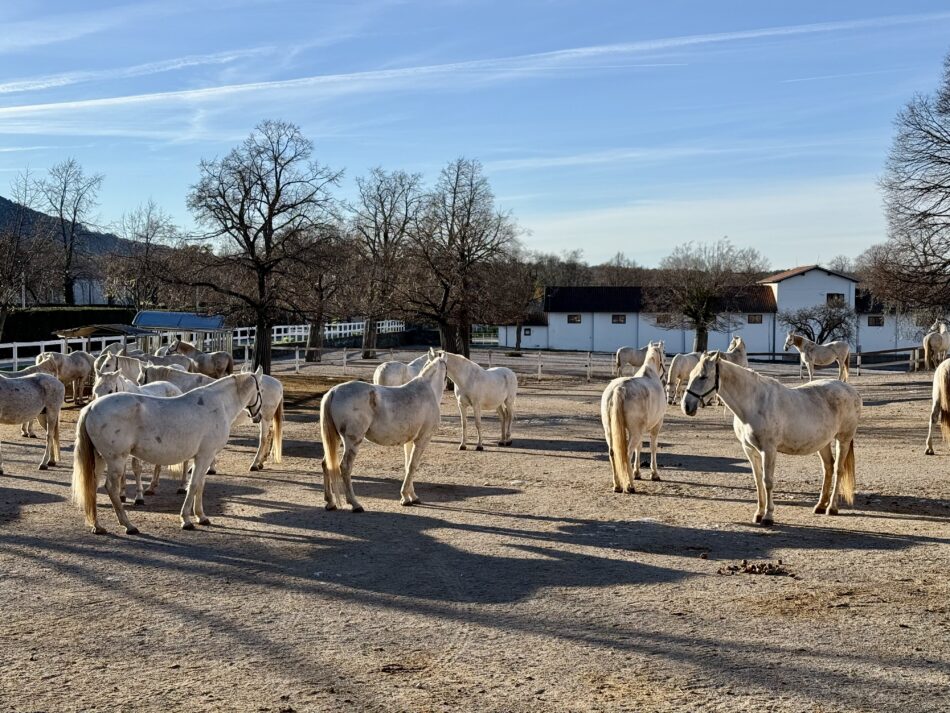 Lipizzaners