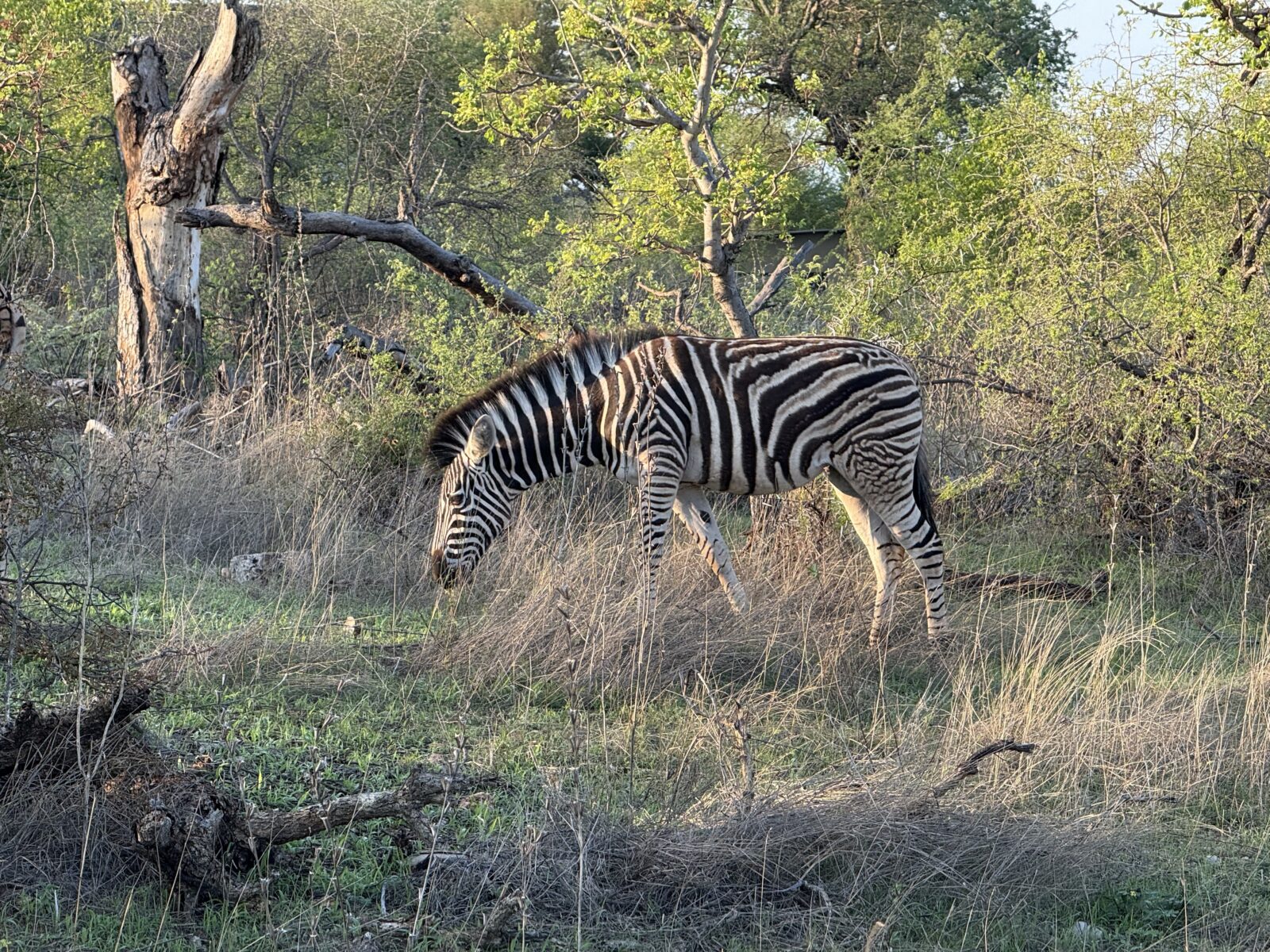 Zebra - Krugerpark
