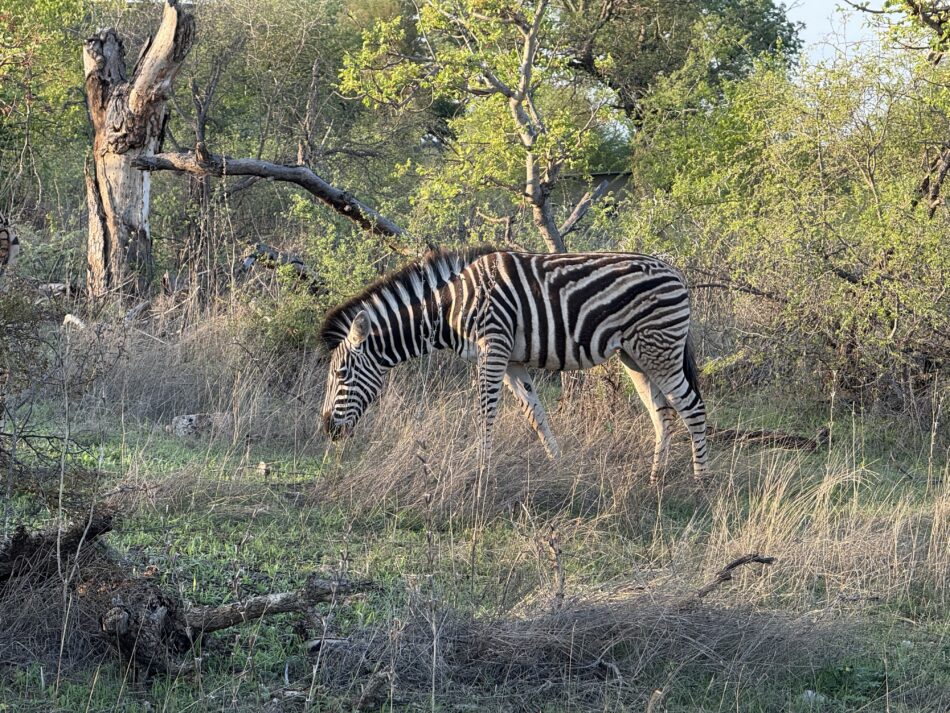 Zebra - Krugerpark
