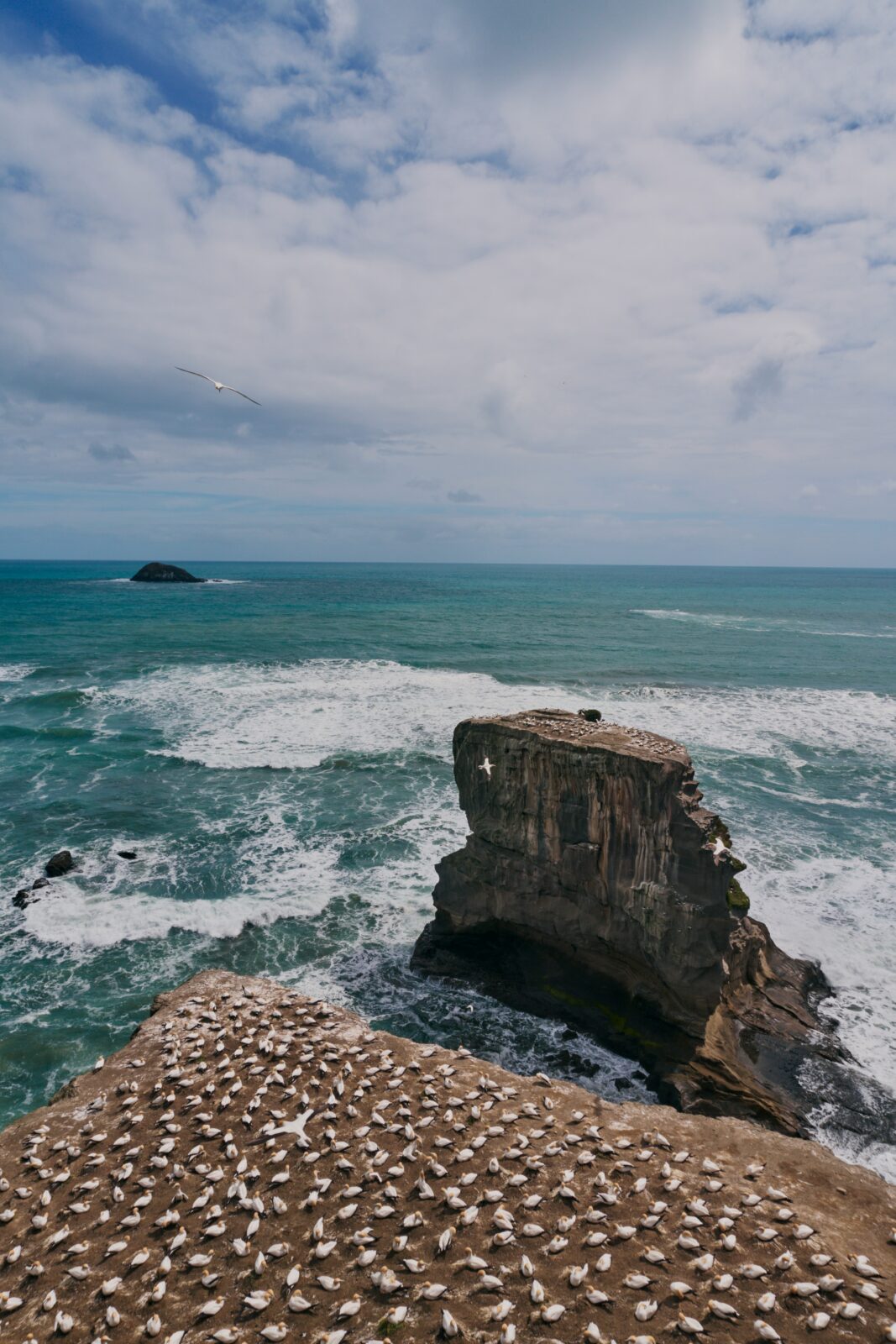 Muriwai