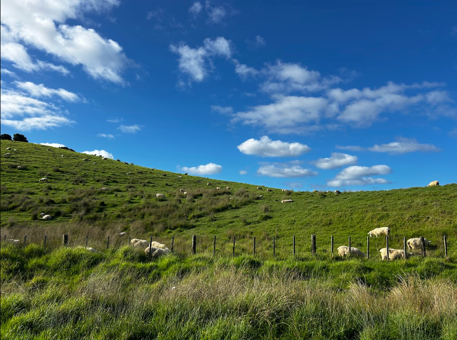 Tawharanui Regional Park