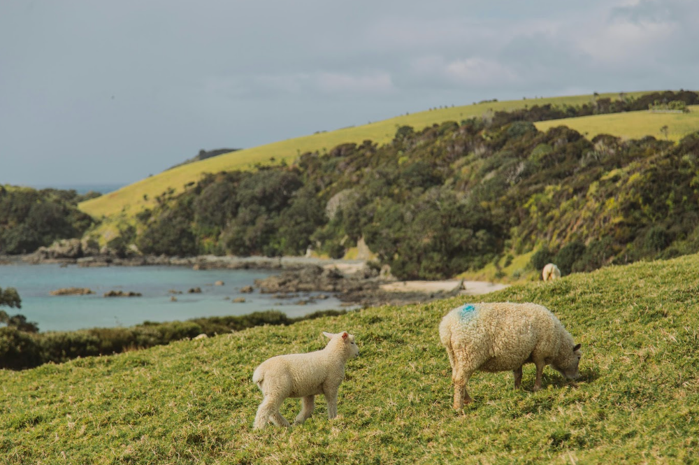 Tawharanui Regional Park