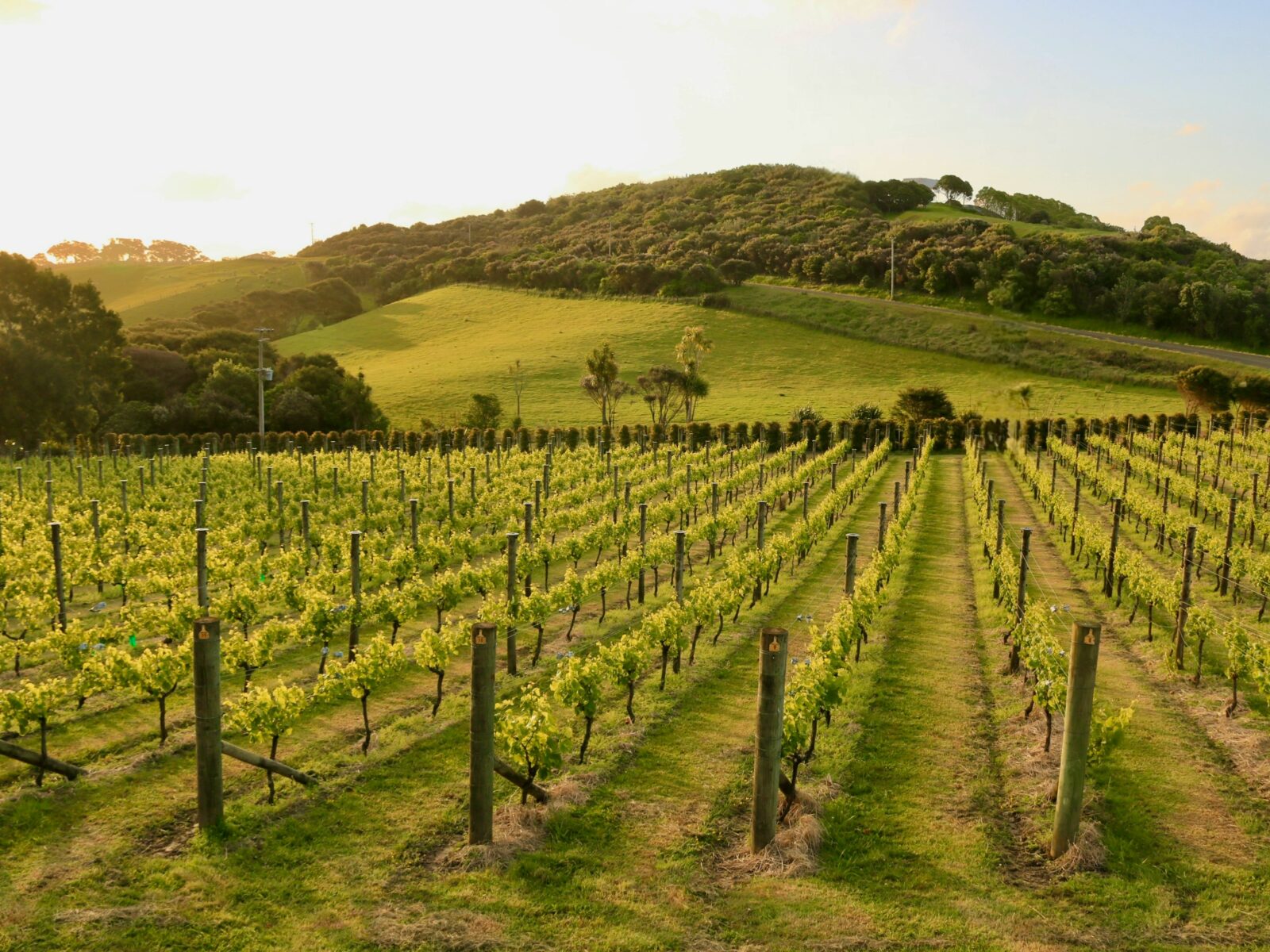 Waiheke