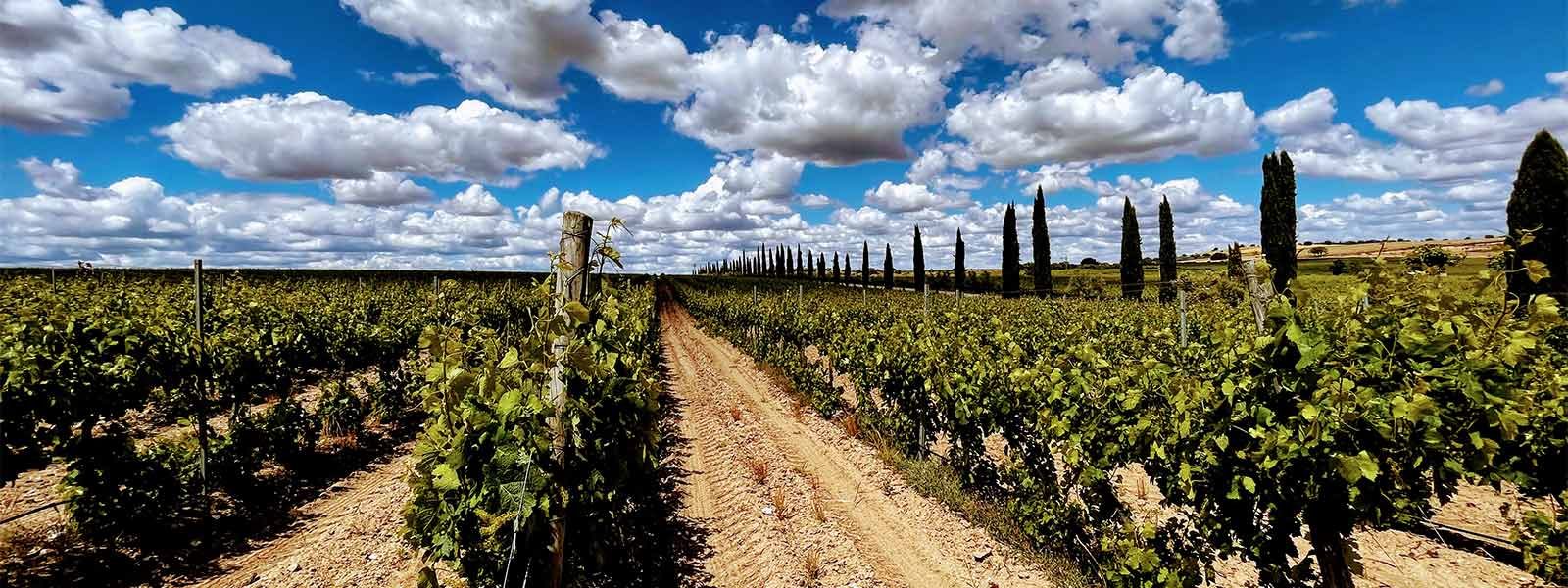 Wijngaarden in Castilie en Leon