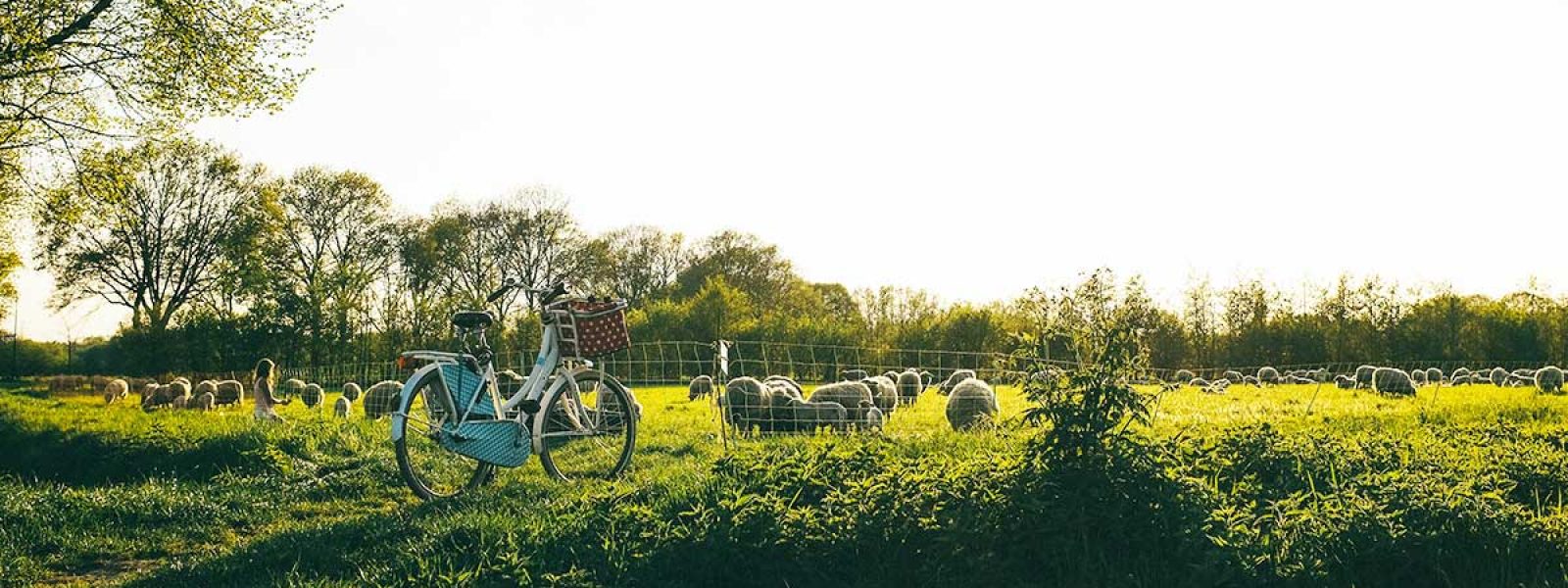 Fiets bij weiland met schapen