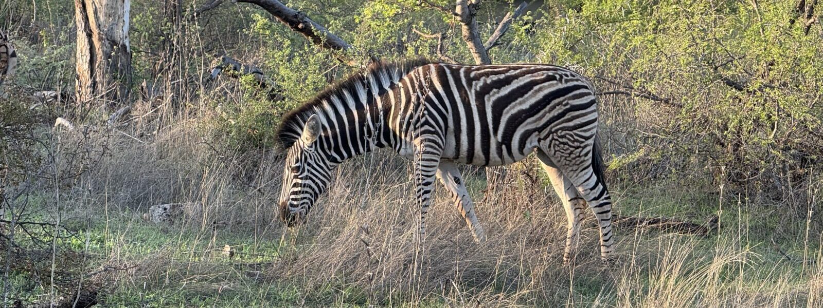 Zebra - Krugerpark