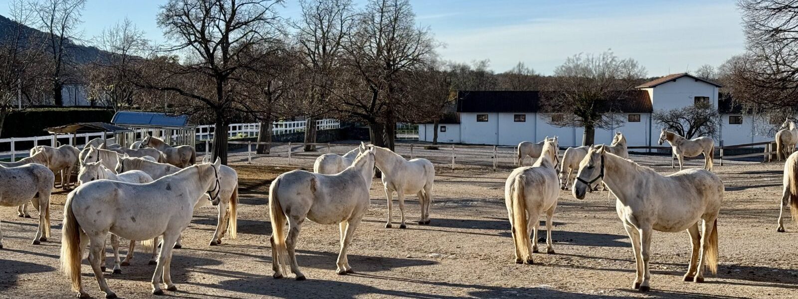 Lipizzaners