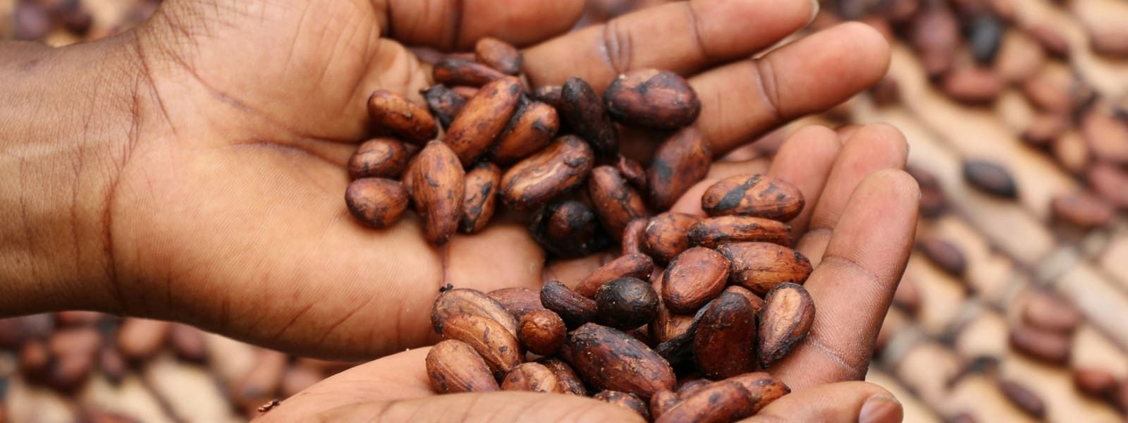 Ontdek de magie van cacao op de Chocoladeroute in Putumayo, Colombia Hand met cacaobonen