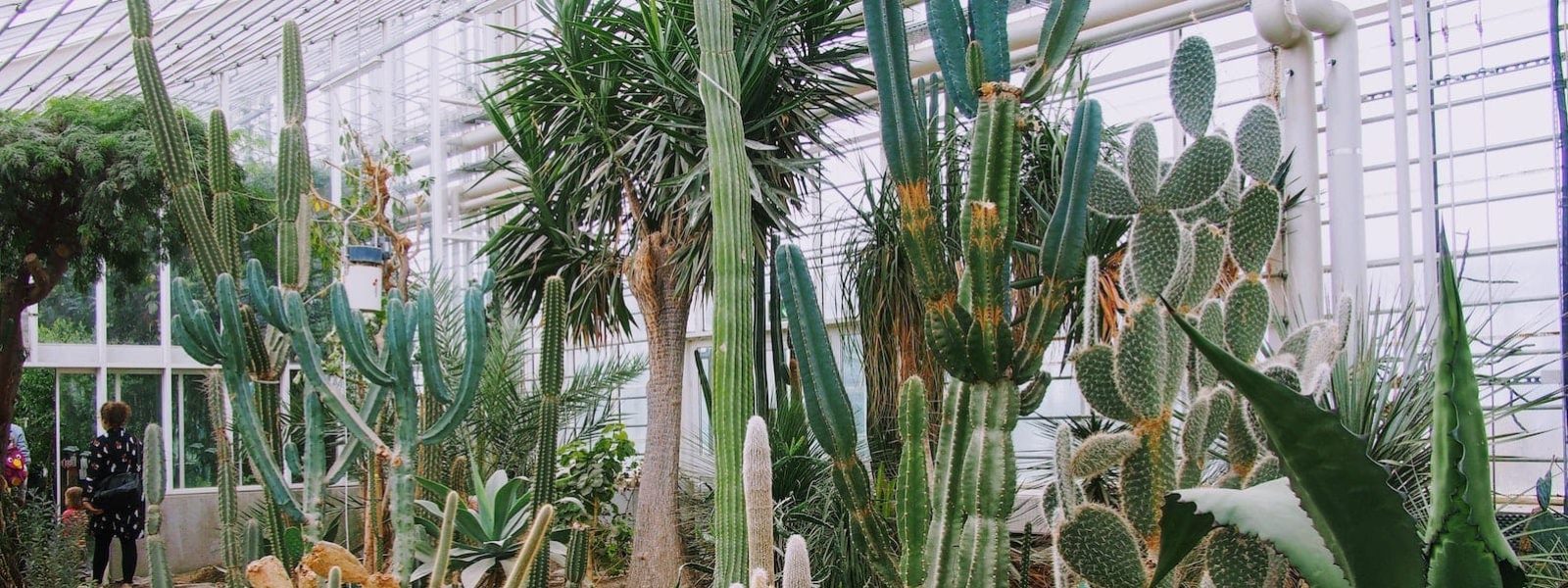 Botanische tuin palmbomen