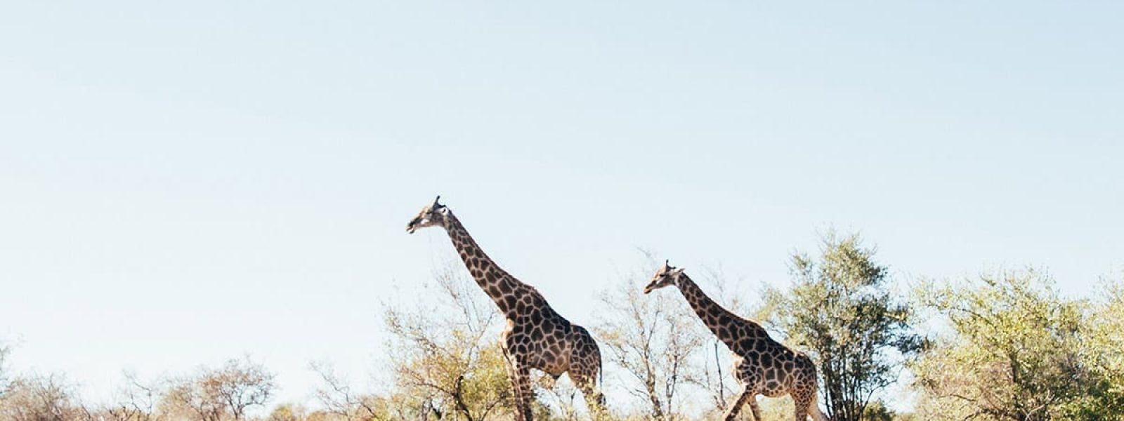 reis naar zuid-afrika tips